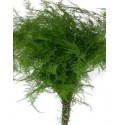 ΑΣΠΑΡΑΓΓΟΣ  ΠΛΟΥΜΟΖΟΥΜ  ASPARAGUS  SETASEUS